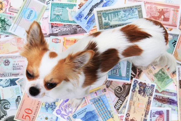 Pénzt különböző bankjegyek chihuahua — Stock Fotó