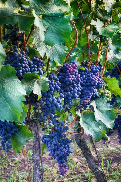 Vinhas checas de morávia — Fotografia de Stock
