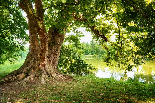 Alte Eiche — Stockfoto