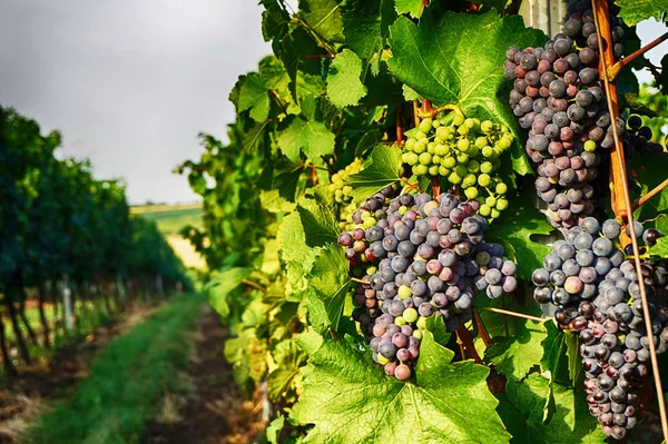 Viñedos checos de Moravia — Foto de Stock