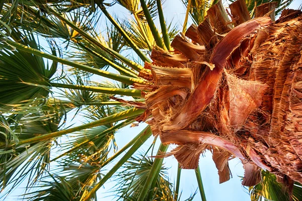 Palmiye ağacı dokusu