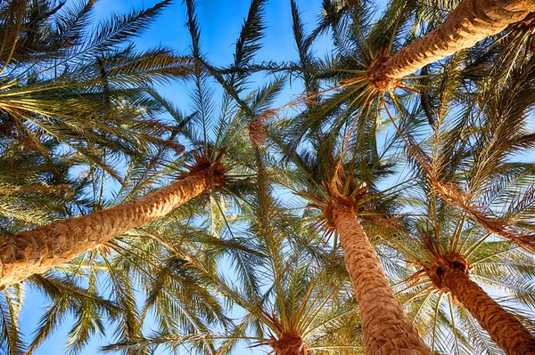 Egypten palm tree park — Stockfoto