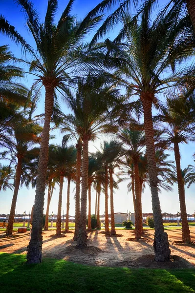 Ägyptischer Palmenpark — Stockfoto