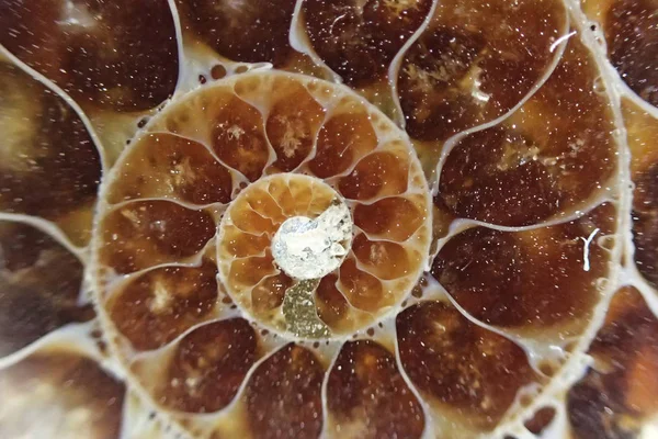 Ammonite fossil texture — Stock Photo, Image