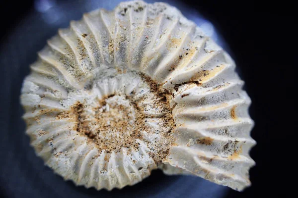 Ammonit fossila konsistens — Stockfoto