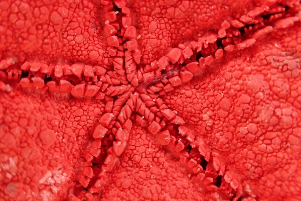 Detail of dead sea star animal — Stock Photo, Image