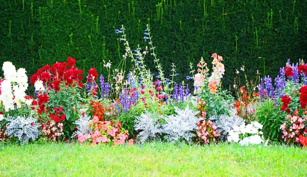 Muy bonito jardín de verano — Foto de Stock