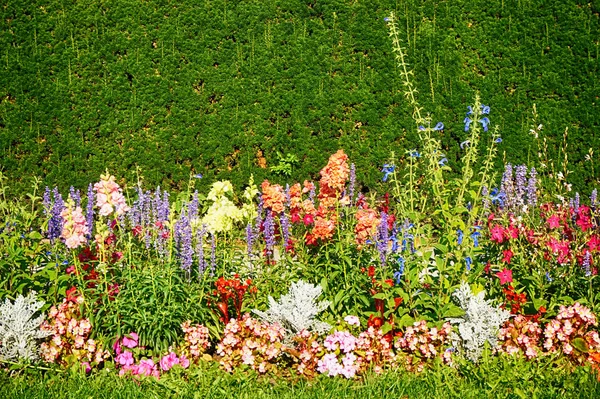 Muy bonito jardín de verano — Foto de Stock