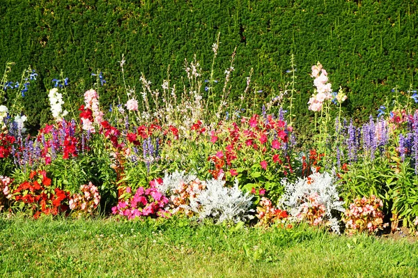 Muy bonito jardín de verano — Foto de Stock