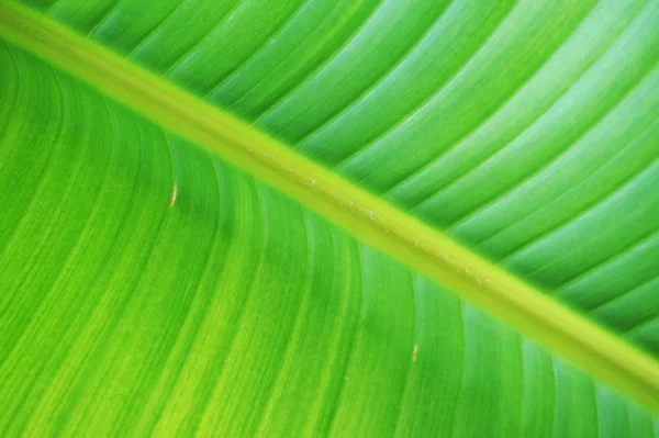 Leaf banan textur — Stockfoto
