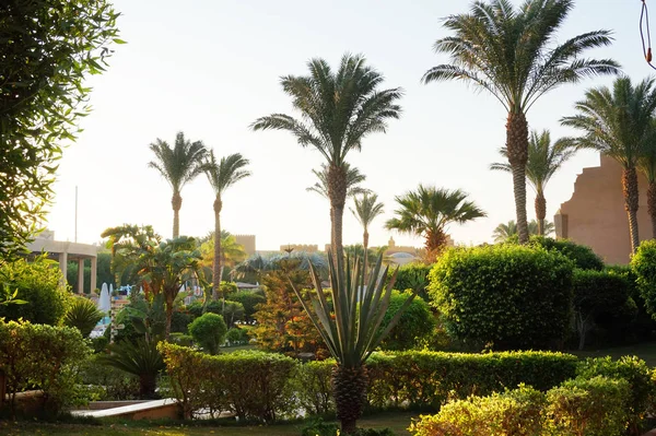 Egypten palm tree park — Stockfoto