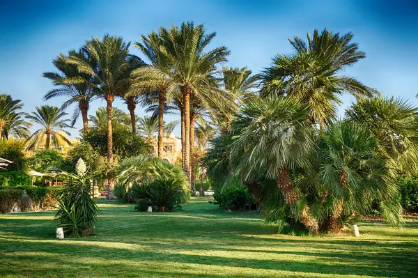 Parku s palmami Egypt — Stock fotografie