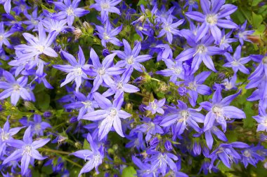 küçük mavi çan çiçekler doku