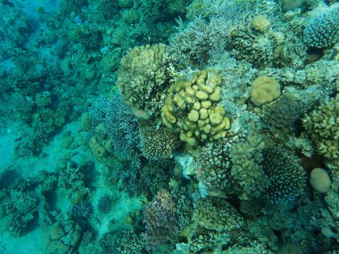Mısır'daki mercan resifi