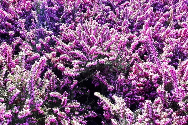 Violette Heidekrautblüte — Stockfoto