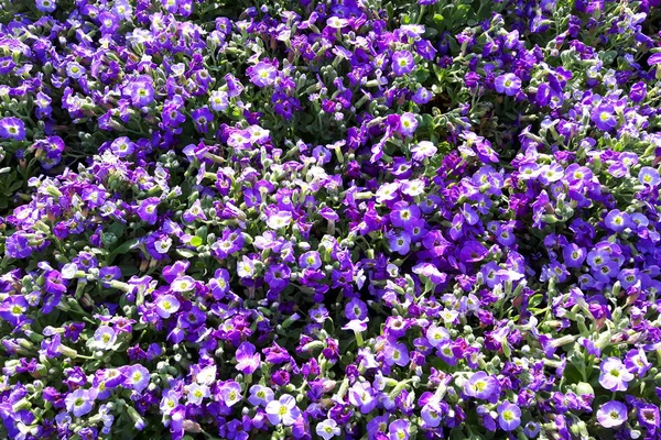 青と紫の花の質感 — ストック写真
