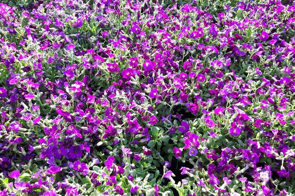 Blaue und violette Blüten Textur — Stockfoto