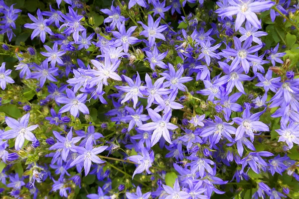 Küçük mavi çan çiçekler doku — Stok fotoğraf