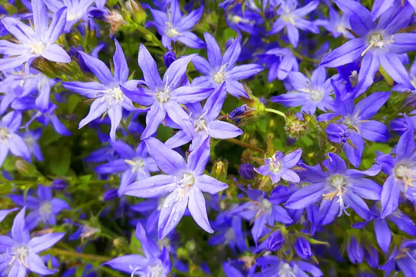 Kleine blaue Glocke Blumen Textur — Stockfoto
