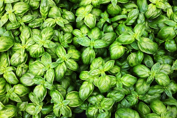 Sweet basil plant texture — Stock Photo, Image