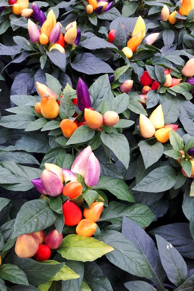 小さなチリのコショウの植物 — ストック写真