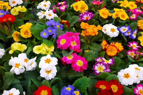 Farbe primäre Blüten — Stockfoto