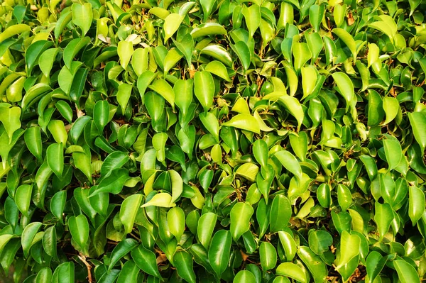 Ficus benjamina pianta foglie texture — Foto Stock