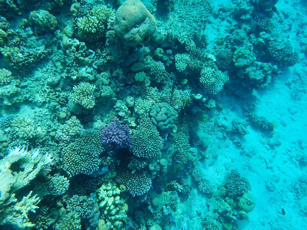 Coral reef Egyiptomban — Stock Fotó