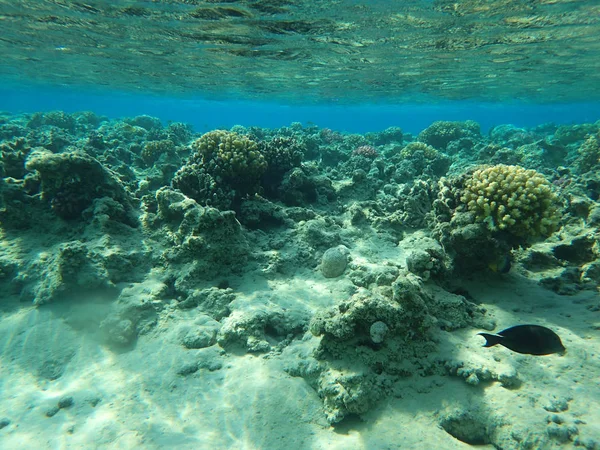 Mısır'daki mercan resifi — Stok fotoğraf