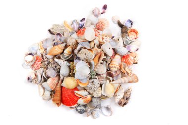 Deniz kabukları izole