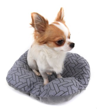 uzun saçlı Chihuahua Viola izole