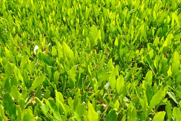 Textura vegetal verde —  Fotos de Stock