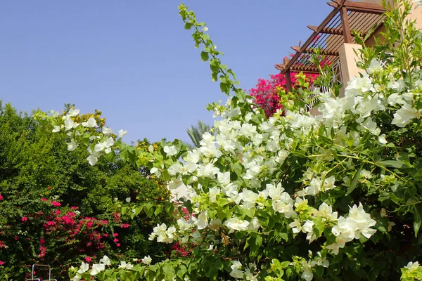 Bougainvillea planta como textura muito agradável — Fotografia de Stock