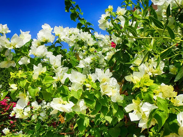 Bougainvillea planta como textura muito agradável — Fotografia de Stock