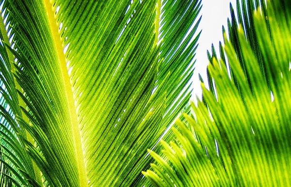 Textura palmera — Foto de Stock