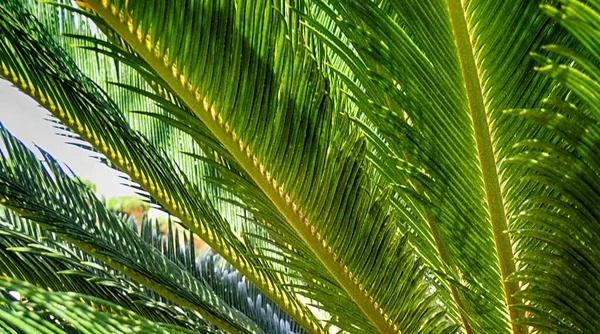 Palm tree texture — Stock Photo, Image