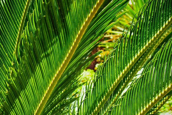 Структура пальм — стоковое фото
