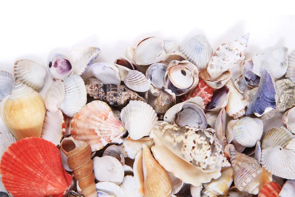 Sea shells texture — Stock Photo, Image