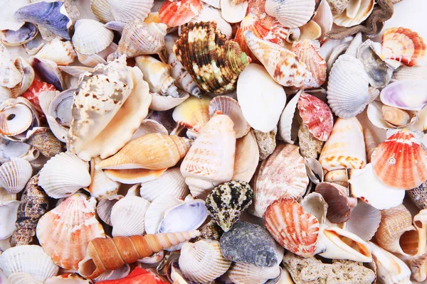 Sea shells texture — Stock Photo, Image