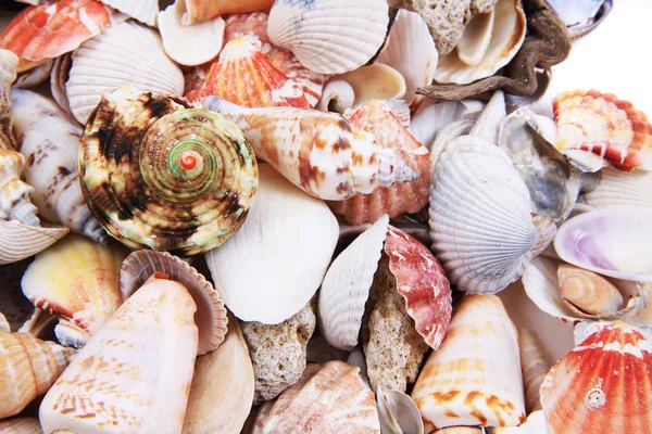 Sea shells texture — Stock Photo, Image