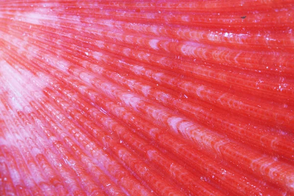 Conchas de mar textura — Foto de Stock