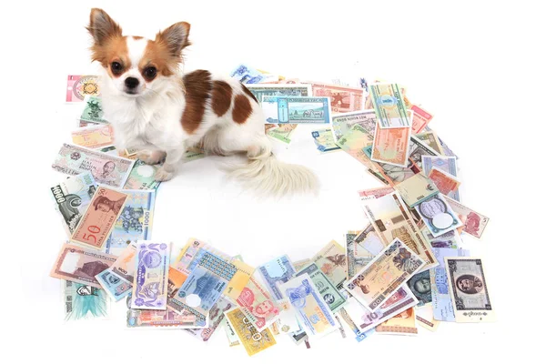 Chihuahua és a világ bankjegyek — Stock Fotó