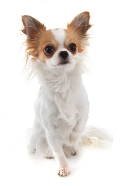 Lang haar Chihuahua Viola geïsoleerd — Stockfoto