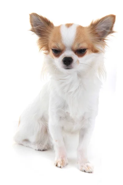 Lange Haare Chihuahua Viola isoliert — Stockfoto