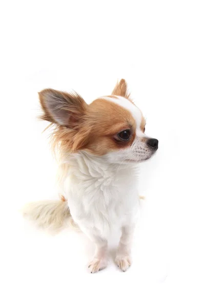 Dlouhé vlasové Chihuahua Viola izolované — Stock fotografie