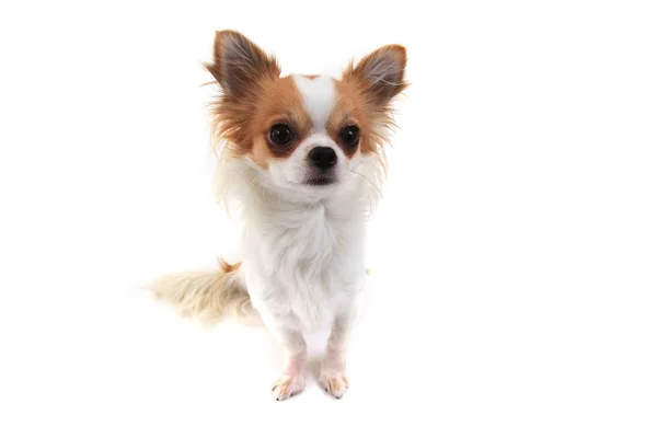 Hosszú hajú Chihuahua Brácsa izolált — Stock Fotó