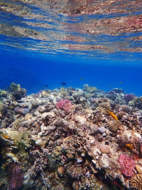 Mısır'daki mercan resifi