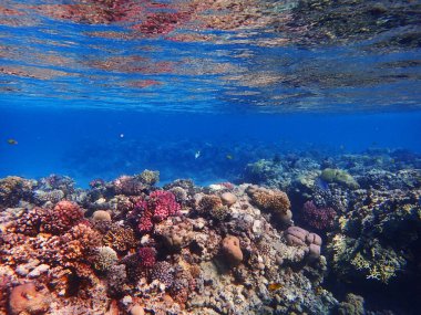 Mısır'daki mercan resifi