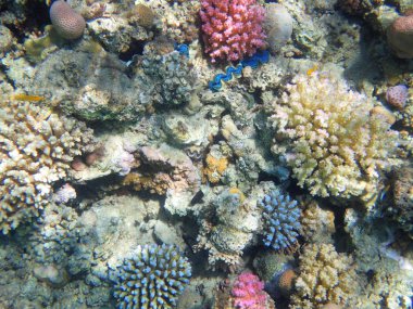 Mısır'daki mercan resifi