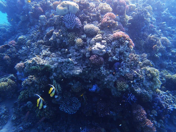 Arrecife de coral en Egipto —  Fotos de Stock